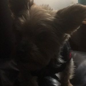 Meet your Posher, Patty